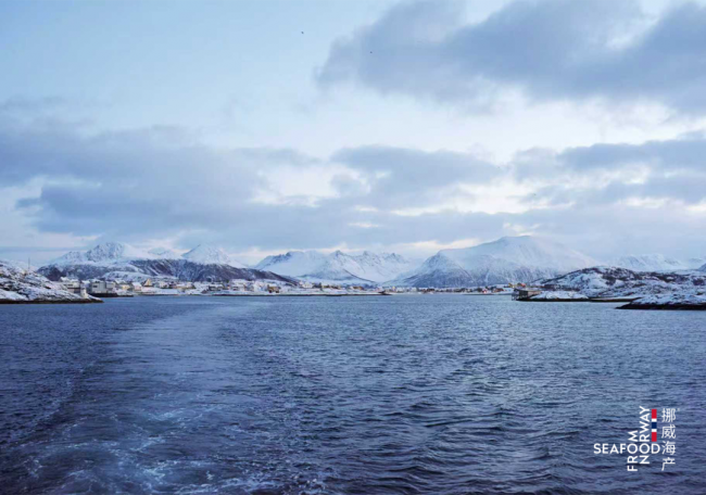 2026年第一季度对华出口量增长87%，看看挪威三文鱼评价的市场反馈